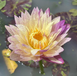 Nymphaea Fantasy Pink