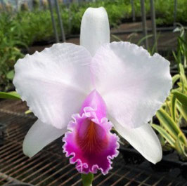 Cattleya quadricolor semi-alba x sib ('CH 2' x 'CH 1')