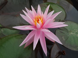 Nymphaea Perry's Cactus Pink