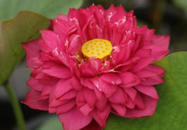 Nelumbo Great Purple Jade