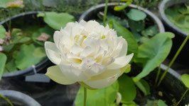Nelumbo Bai Mudan