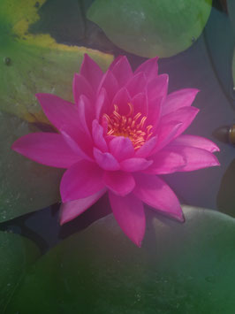 Nymphaea Bernice Ikins