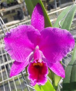 Cattleya percivaliana f. rubra marmorata x sib