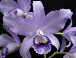 Cattleya bowringiana f. coerulea