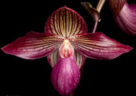 Paphiopedilum Gloria Naugle