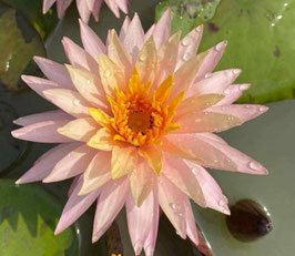 Nymphaea Thummaruksa