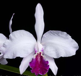 Cattleya lueddemanniana fma labio Solido 'Canaima's Gochita'