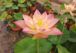 Nelumbo Maple in Morning Glow