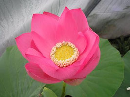 Nelumbo Osiris