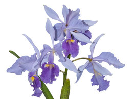 Cattleya warscewiczii var. coerulea "Indigo" x "Blue San Juan"