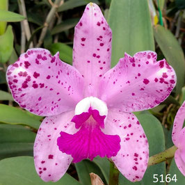 Cattleya amethystoglossa tipo