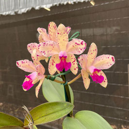 Cattleya amethystoglossa ff. aurea