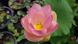 Nelumbo Lotusland's Pink Marble