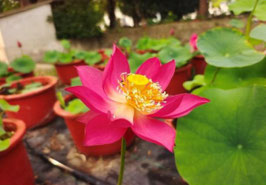 Nelumbo New Chuchu