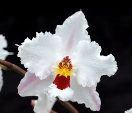Odm Percultum