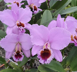 Cattleya percivaliana tipo "Thiago"