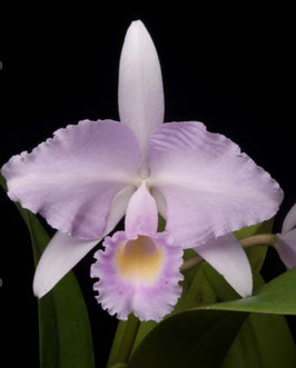 C. trianae fma concolor 'Canaima's Colombianita' AM/AOS