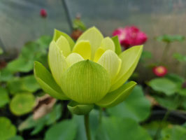 Nelumbo Jade in Jinling