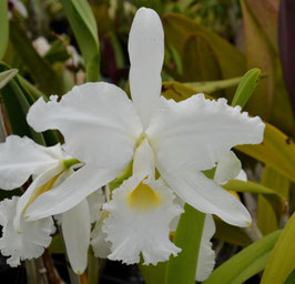 C. warscewiczii fma alba 'Mauna Kea'
