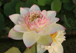 Nelumbo Purple Morning Glow
