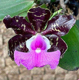 Cattleya aclandiae negra x self EXJO915