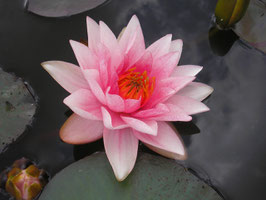Nymphaea Mary