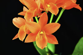 Cattleya aurantiaca