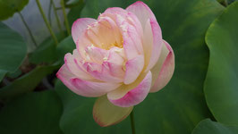 Nelumbo Chérie Chérie