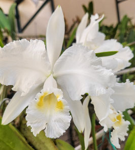 Cattleya lueddemanniana f. alba "La Union"