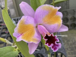 Cattleya percivaliana x sib ('Summit' x pelorica 'Hercules')