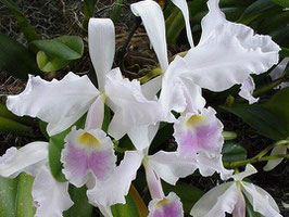 Cattleya mendelii "Labios Azules" x "La Bonita"