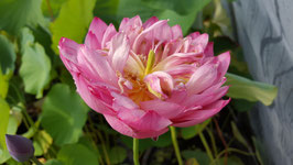 Nelumbo Rainbow Brocade