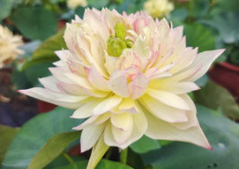 Nelumbo Graceful Charm