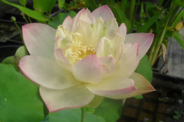 Nelumbo W-07-03