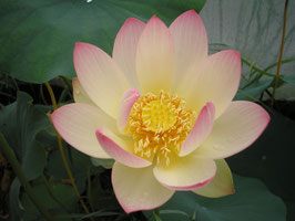 Nelumbo Jinling Nyoshen