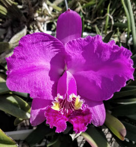 Cattleya lueddemanniana "Papelon"