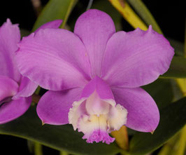 Cattleya loddigesii