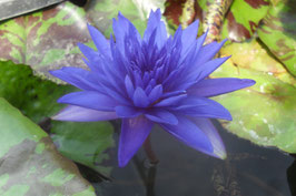 Nymphaea Mottled King of Siam