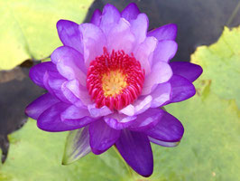 Nymphaea Betty Lou - Import