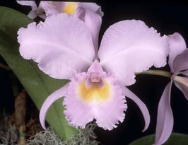 Cattleya schroederae x sib (concolor 'C.H.#1' x 'Copacabana')