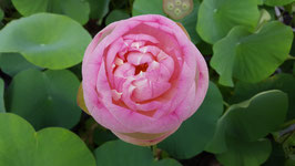 Nelumbo Lotusland Rose Apple