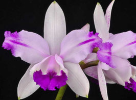 C. intermedia fma orlata - aquinii - coeruela 'Orchid Eros'