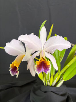 C. percivaliana fma. coerulea "Canaima's Chuchi" AM/AOS