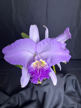 C. lueddemanniana fma coeruela 'Too Blue'