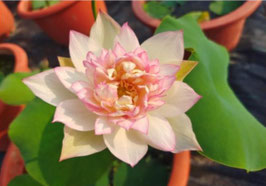 Nelumbo Gouache