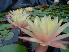 Nymphaea Barbara Dobbins