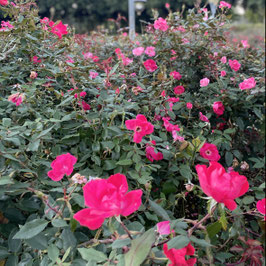 福袋〈RED〉