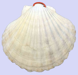 Pilgermuschel