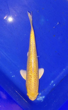 Koi, Ginrin Kigoi