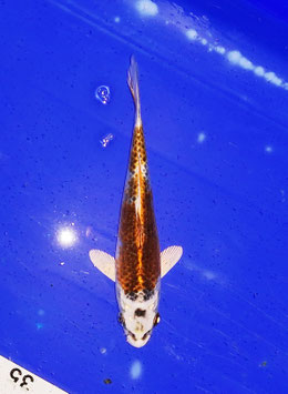 Koi, Kujaku